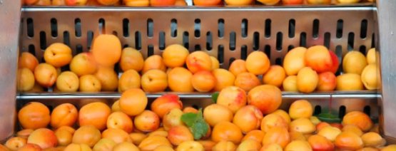 Our range of prepared fruit