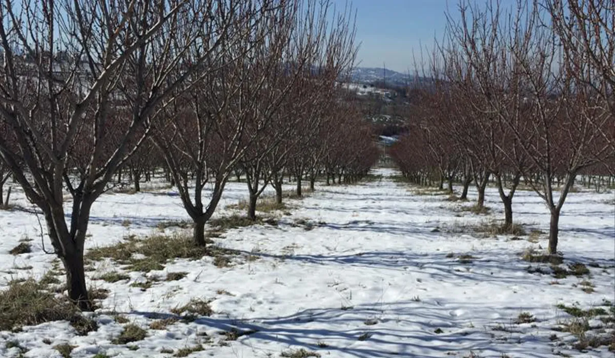 Non tutti gli alberi vanno in letargo